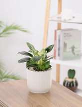 نبتة فيلودندرون حوض بلاستيك مخطط باللون الابيض